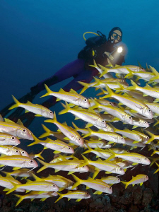 "School of Yellowfin goatfishes with Diver"

Shot from ... by Henry Jager 